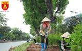 Trồng cây cảnh, phủ xanh dải phân cách ở đường Kim Mã